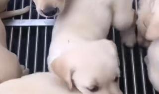 纯种拉布拉多犬价格 纯种拉布拉多犬价格